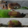 sat acaciae larva2 volg
